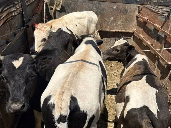 सांड, मवेशी — मॉल्डोवा