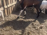 Billy Goat, Nubian Goat — photo 2