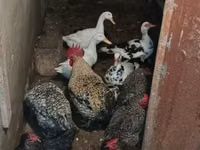 Chickens — عکس 3