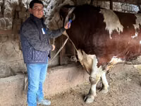 Bull, Simmental cattle — photo 1