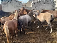 مادیان, Horse breed — عکس 1