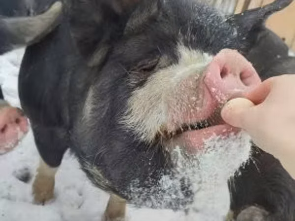 Scrofa, 