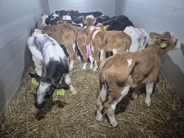 วัวตัวผู้, Simmental cattle