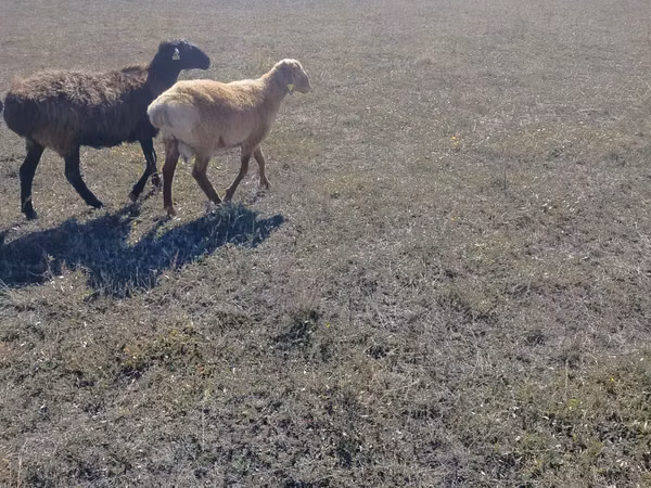 Ram, Sheep — Kazakhstan