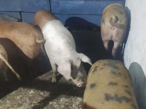 Sow, Pigs