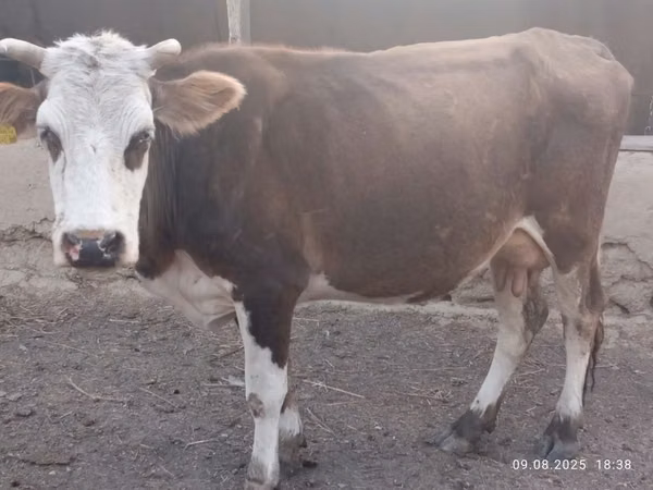 Cow, Simmental cattle — Kazakhstan