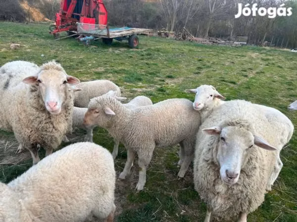 Ram, Sheep — Hungary