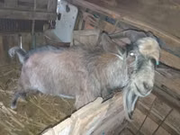 Billy Goat, Goats — photo 3