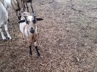 ஆண் வெள்ளாடு, வெள்ளாடுகள் — புகைப்படம் 4