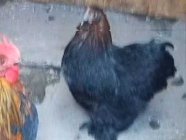 Chickens — Hungary