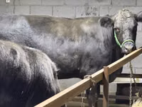 Bull, Aberdeen-Angus — photo 1