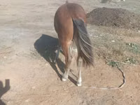 Horse (M), Kazakh horse — photo 3