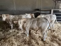 公牛, Charolais cattle — 照片 2