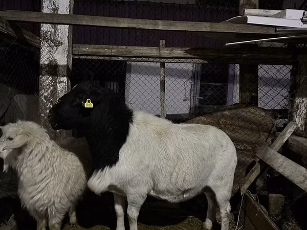 قوچ, Dorper sheep