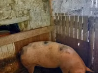 แม่สุกร, หมู — รูปภาพ 2