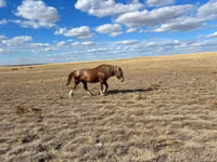 Kuda jantan, Kazakh horse — foto 2