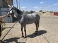 Mare, Orlov Trotter — photo 5