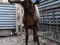 Koç, Arashan sheep — foto 4