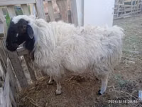 Ram, Blackheaded Persian sheep — photo 3