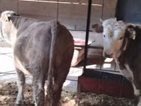 Toro, Simmental cattle — foto 3