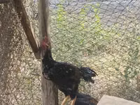 Chickens — photo 2