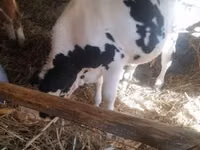 Bull, Russian Black pied cattle — photo 1