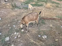 Koza, Nubian Goat — foto 4