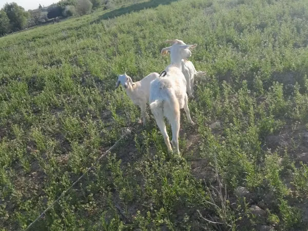 Koza, Saanen goat — Kazachstán