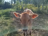 Bull, Swiss cattle — photo 1
