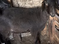 Kambing jantan, Sheep — foto 3