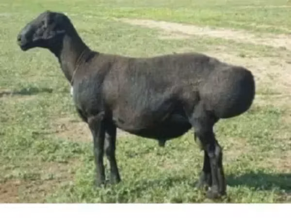 Sheep, Edilbay sheep — Armenia