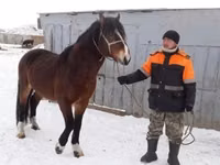 Horse (M), Kazakh horse — photo 3