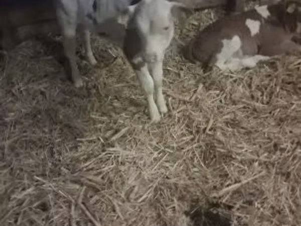 Bull, Hungarian Grey breed — Hungary