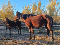 Kuda betina, Horses — foto 3