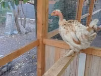 Chickens — 1 зураг