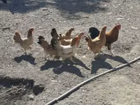 Chickens — φωτογραφία 2
