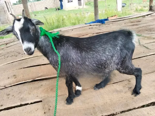 母山羊, Goats
