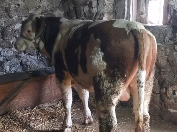 Toro, Bovini — Moldavia