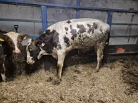 Boğa, Russian Black pied cattle — foto 1