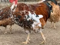 Chickens — foto 2