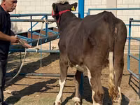 بقرة, Simmental cattle — الصورة 3