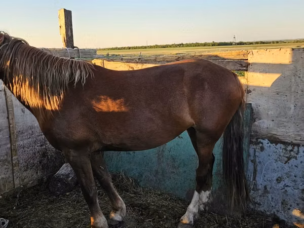 Mare, Horses — Kazakhstan