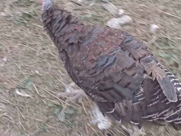 Turkeys — Azerbaijan
