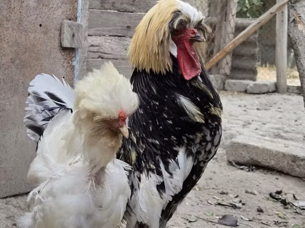 Chickens — Azerbaijan