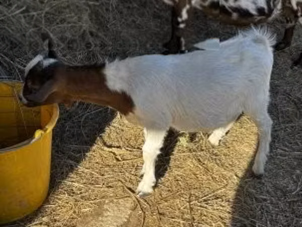 بز نر, Nigerian dwarf goats