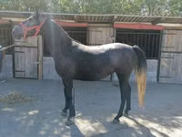 Mare, Horses — photo 3