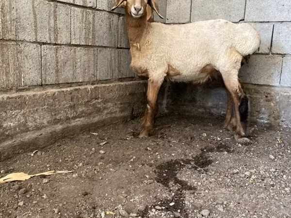 Ram, Hissar sheep — Kyrgyzstan