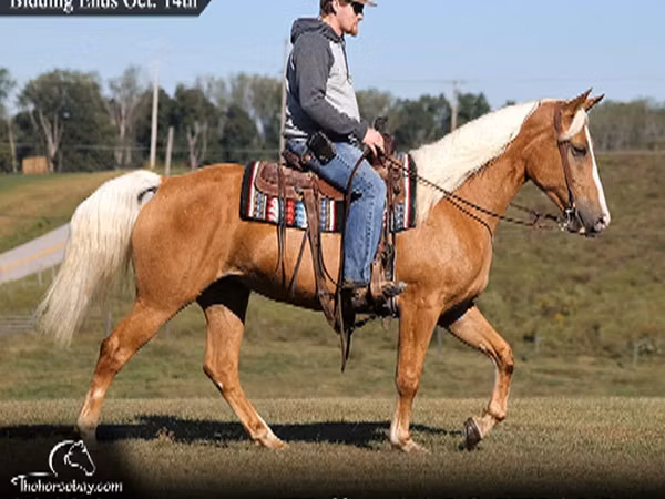 Mare, Palomino