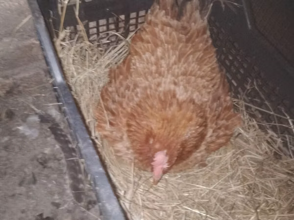 Chickens — আজারবাইজান