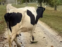 Cow, Russian Black pied cattle — photo 2